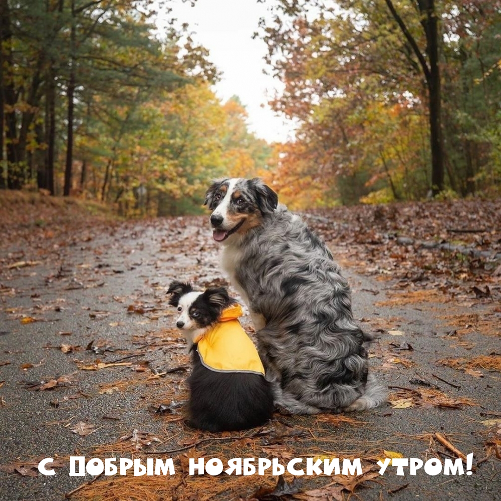С добрым ноябрьским утром!