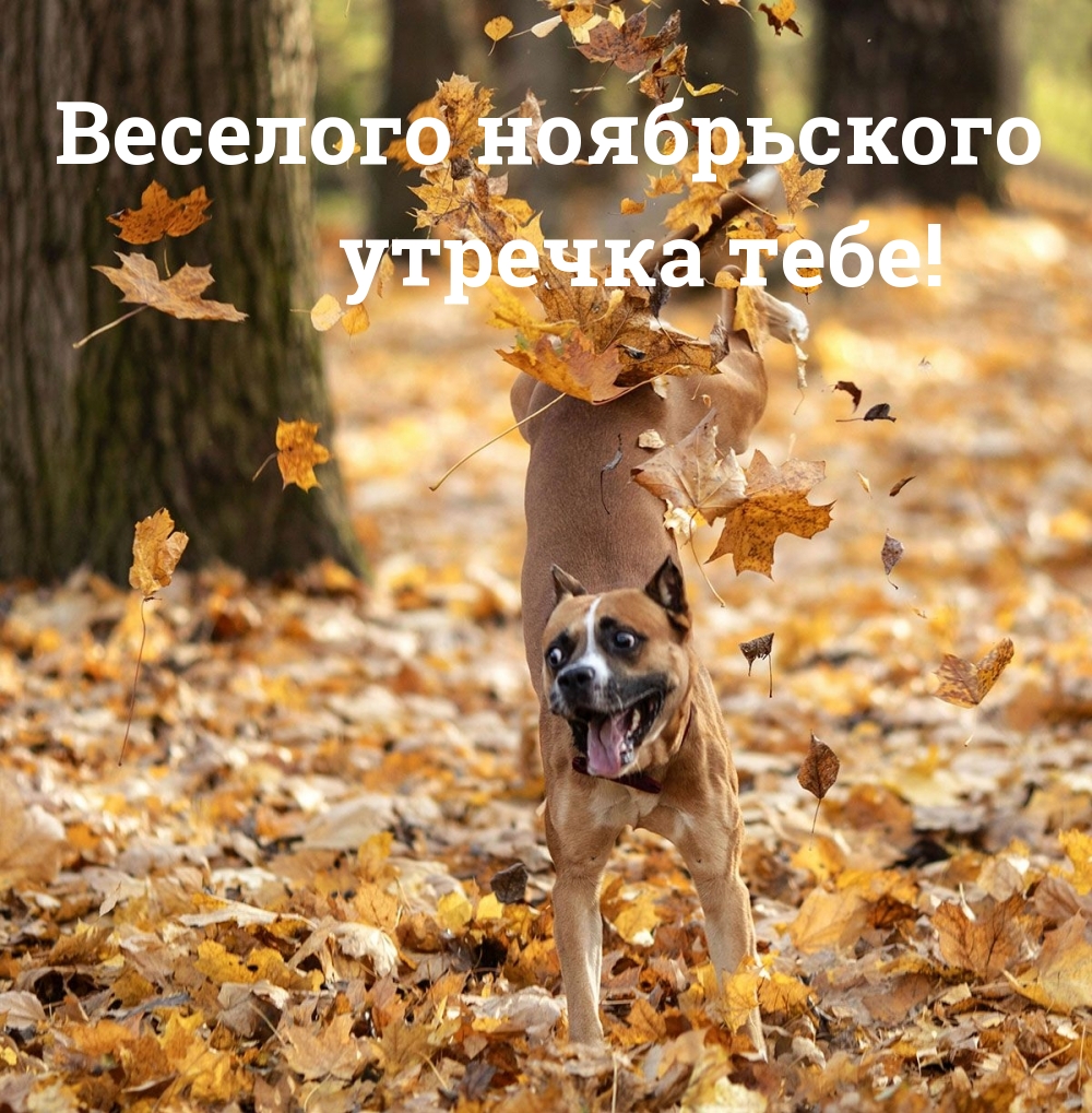 Веселого ноябрьского утречка тебе!