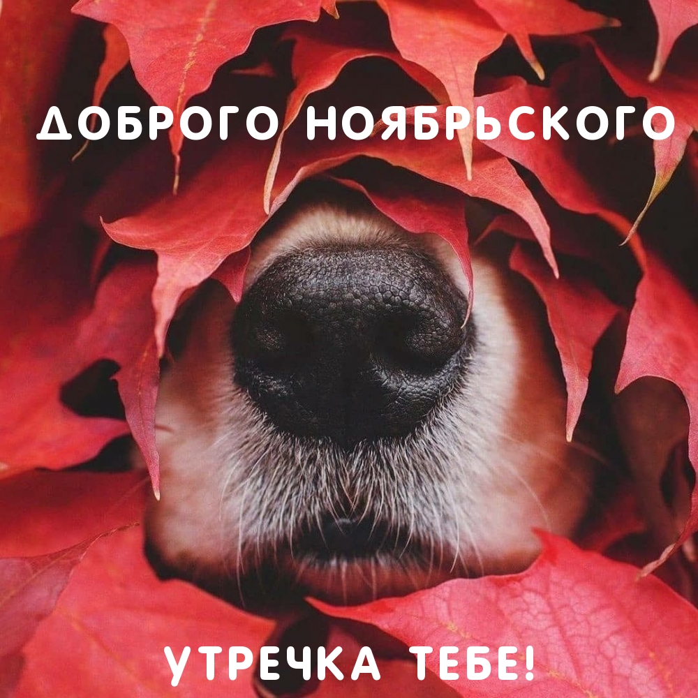 Доброго ноябрьского утречка тебе!