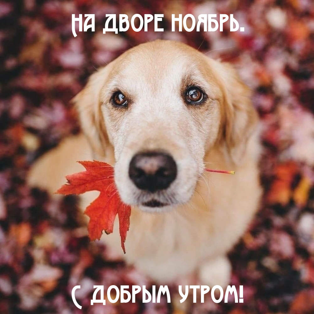 На дворе ноябрь. С добрым утром!