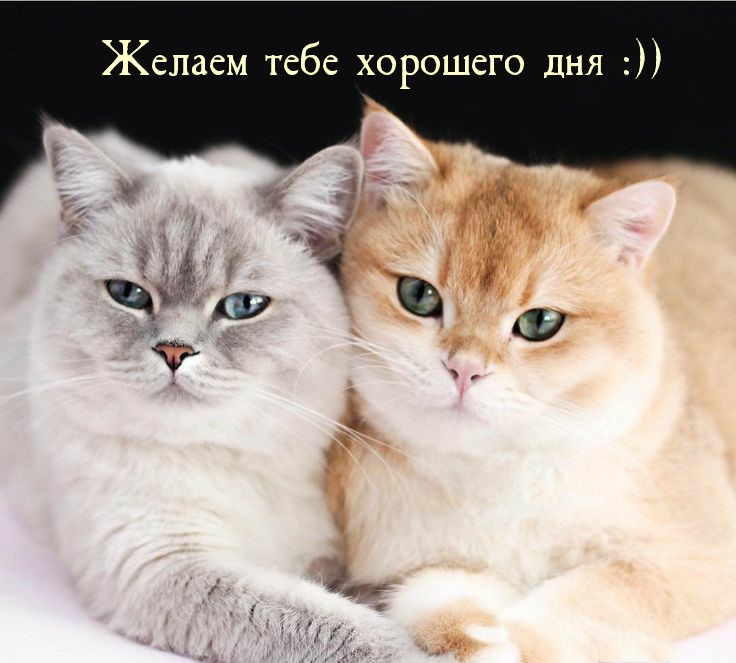 Желаем тебе хорошего дня :))