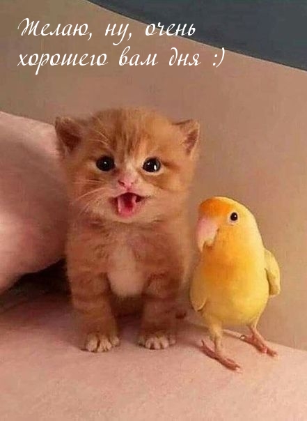 Желаю, ну, очень хорошего вам дня :)