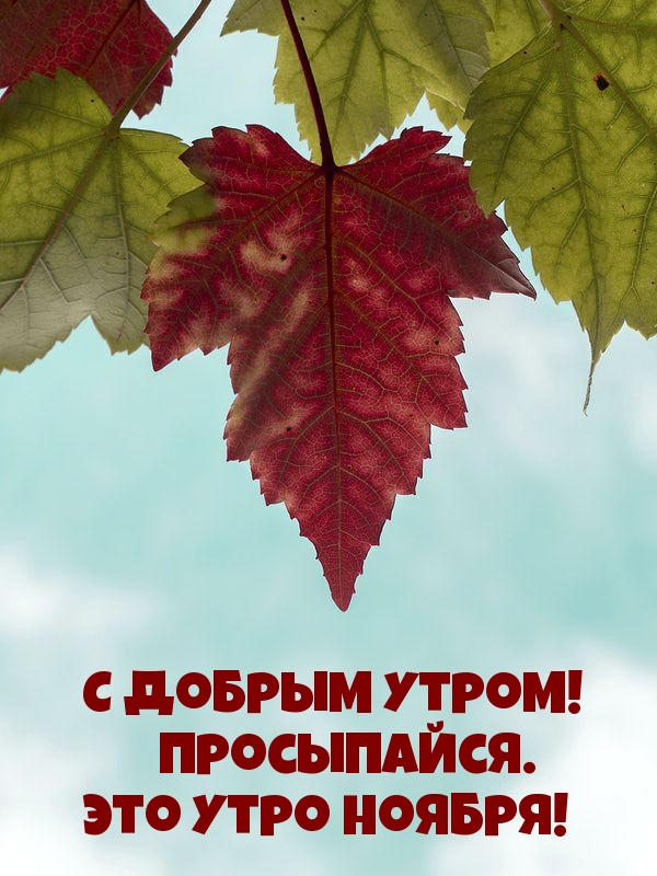 С добрым утром! Просыпайся. Это утро ноября!