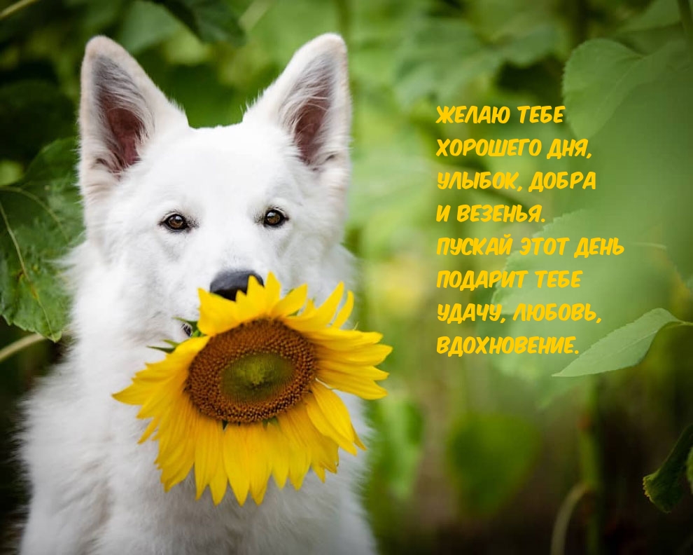Хорошего дня! Улыбок и добра!