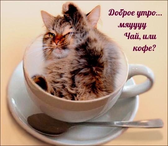 Доброе утро… мяуууу