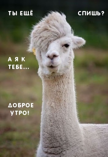 Ты ещё спишь? А я к тебе…