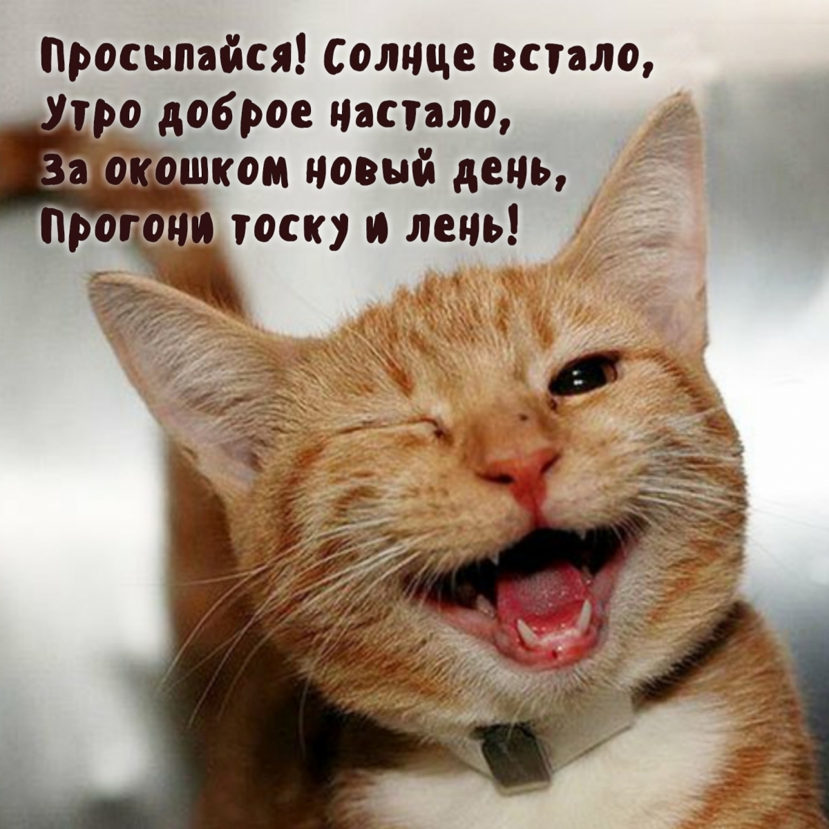 Просыпайся! Солнце встало!