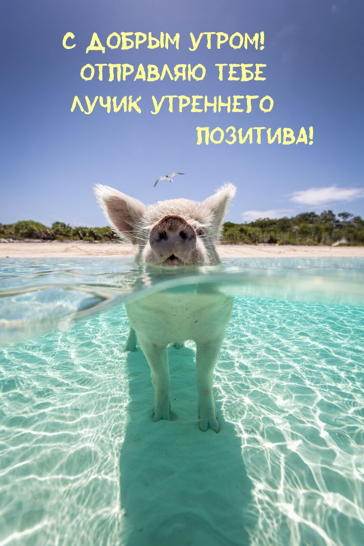 Отправляю тебе лучик утреннего позитива!