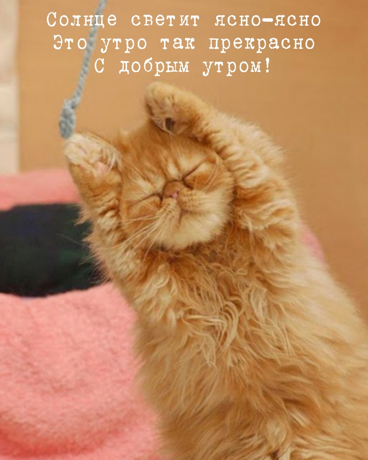 Солнце светит ясно-ясно! Это утро так прекрасно