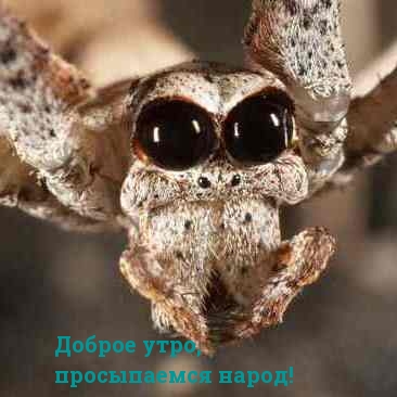Доброе утро, просыпаемся народ!