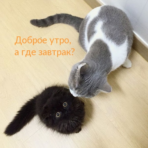 Доброе утро, а где завтрак?