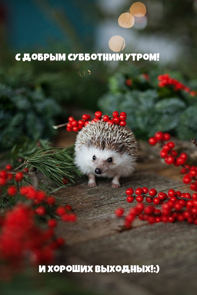 С добрым субботним утром!