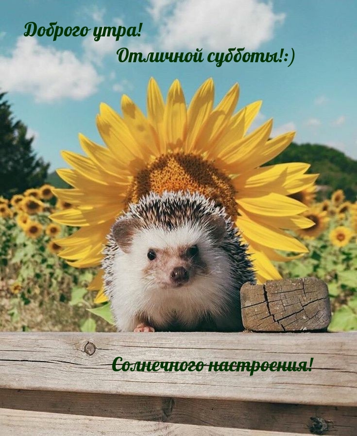 Отличной субботы!:) Солнечного настроения!