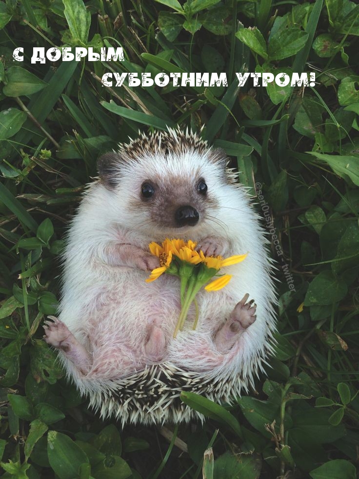 С добрым субботним утром!
