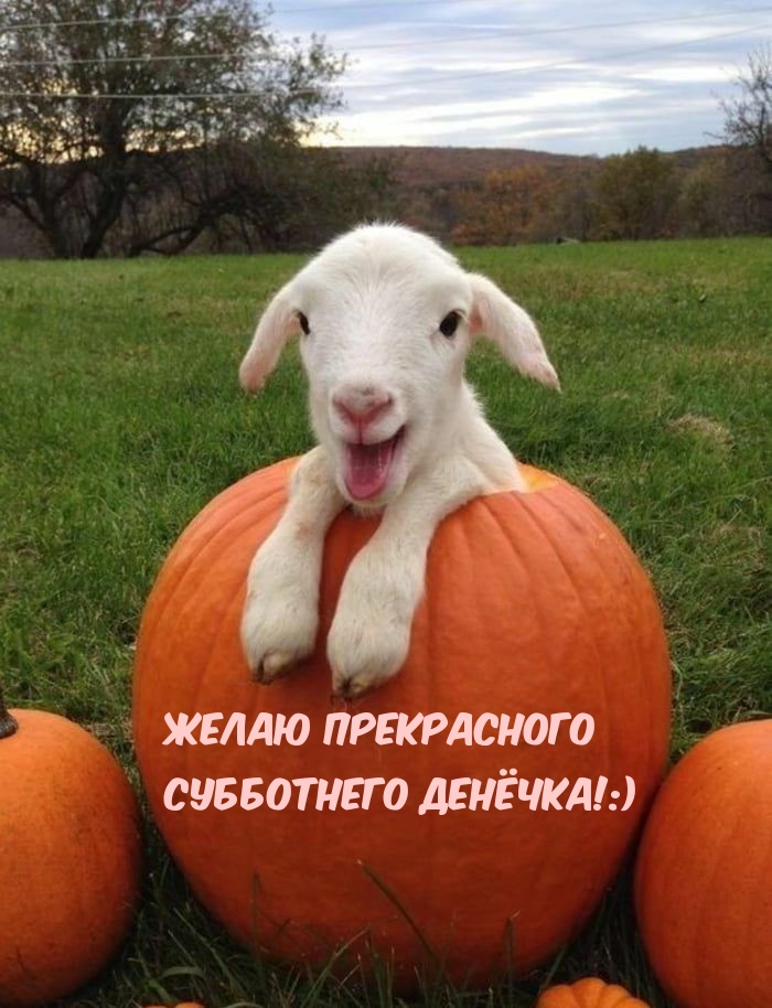 Желаю прекрасного субботнего денёчка!:)
