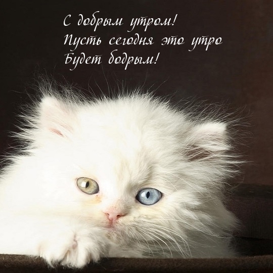 С добрым утром! Пусть сегодня это утро Будет бодрым!