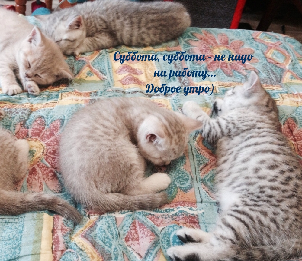 Суббота, суббота — не надо на работу…