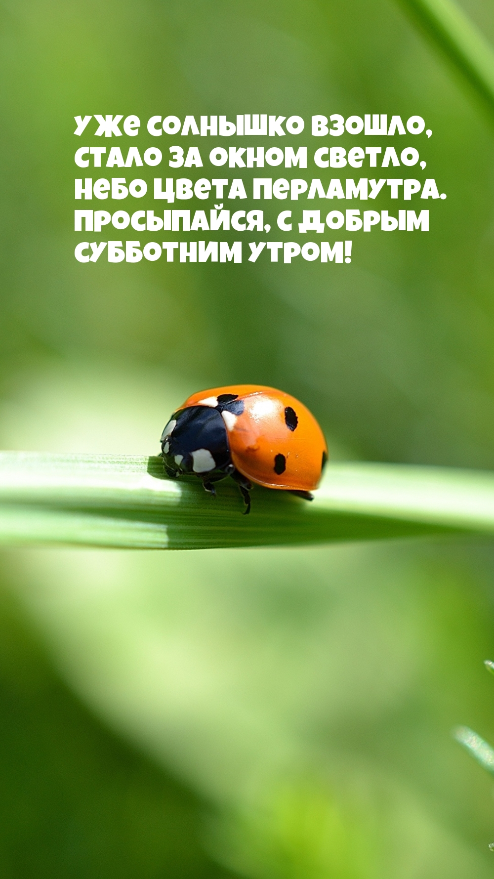 Просыпайся, с добрым субботним утром!