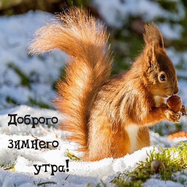 Доброго зимнего утра!