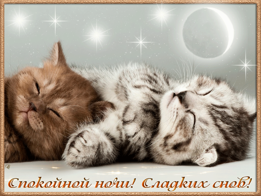Спокойной ночи! Сладких снов!