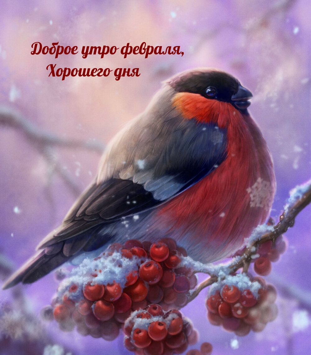Картинка - Доброе утро февраля, Хорошего дня!.