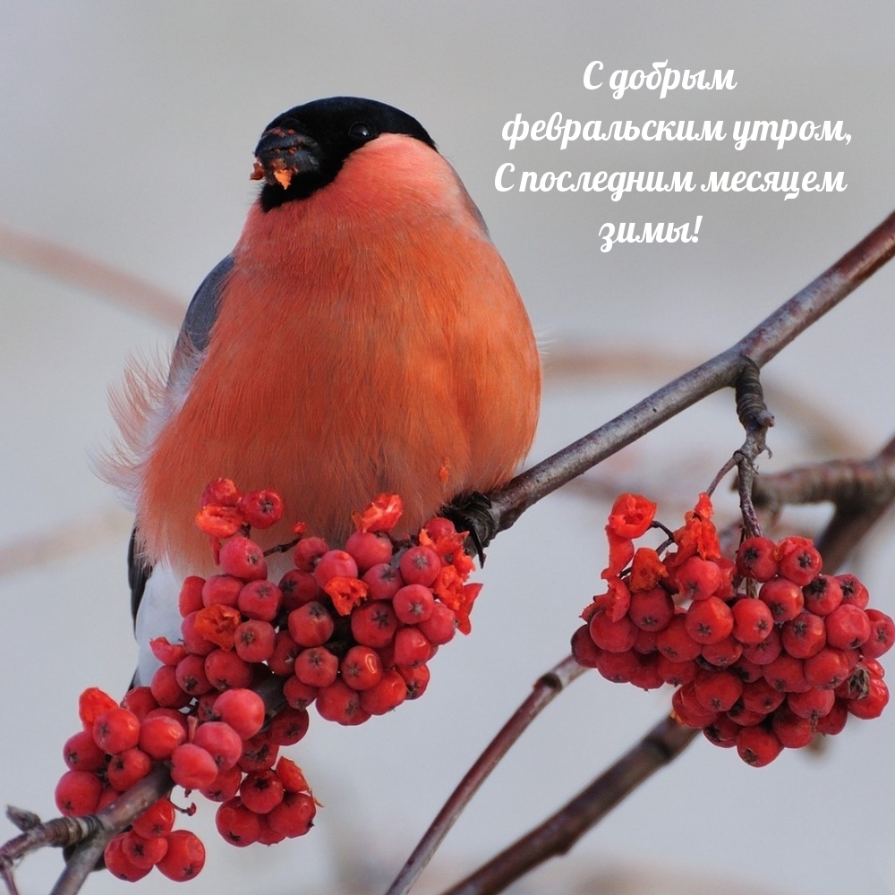 С добрым февральским утром, С последним месяцем зимы!