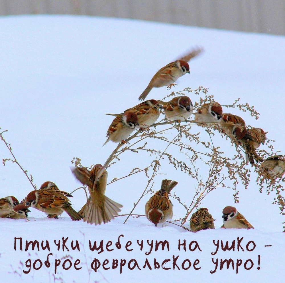 Птички щебечут на ушко — доброе февральское утро!
