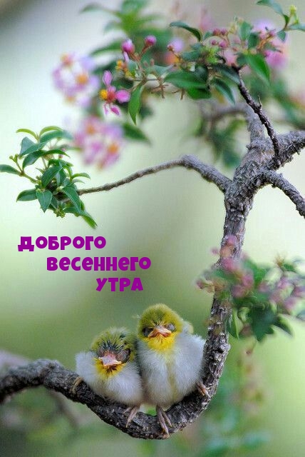 Доброго весеннего утра