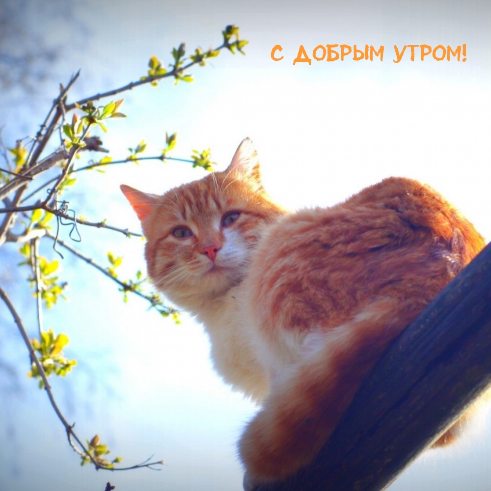 С Добрым Утром!