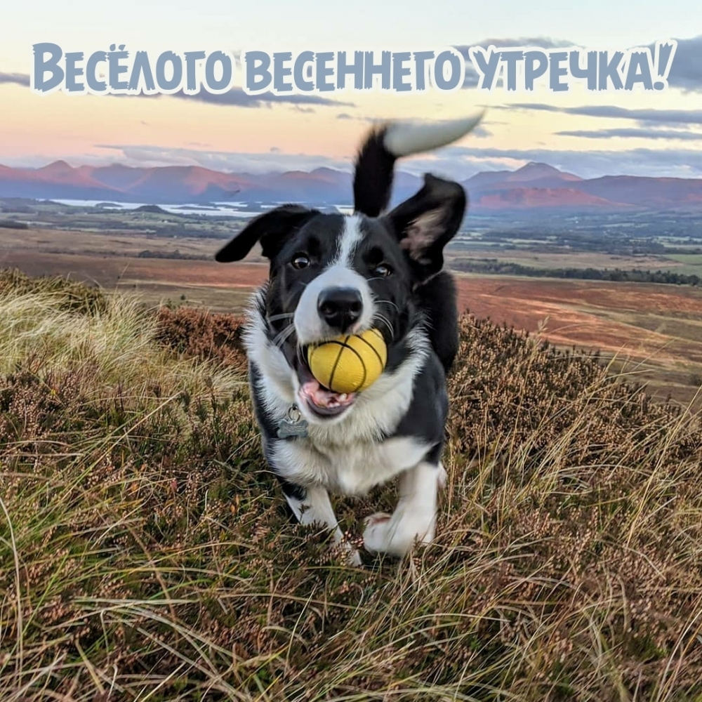 Весёлого весеннего утречка!