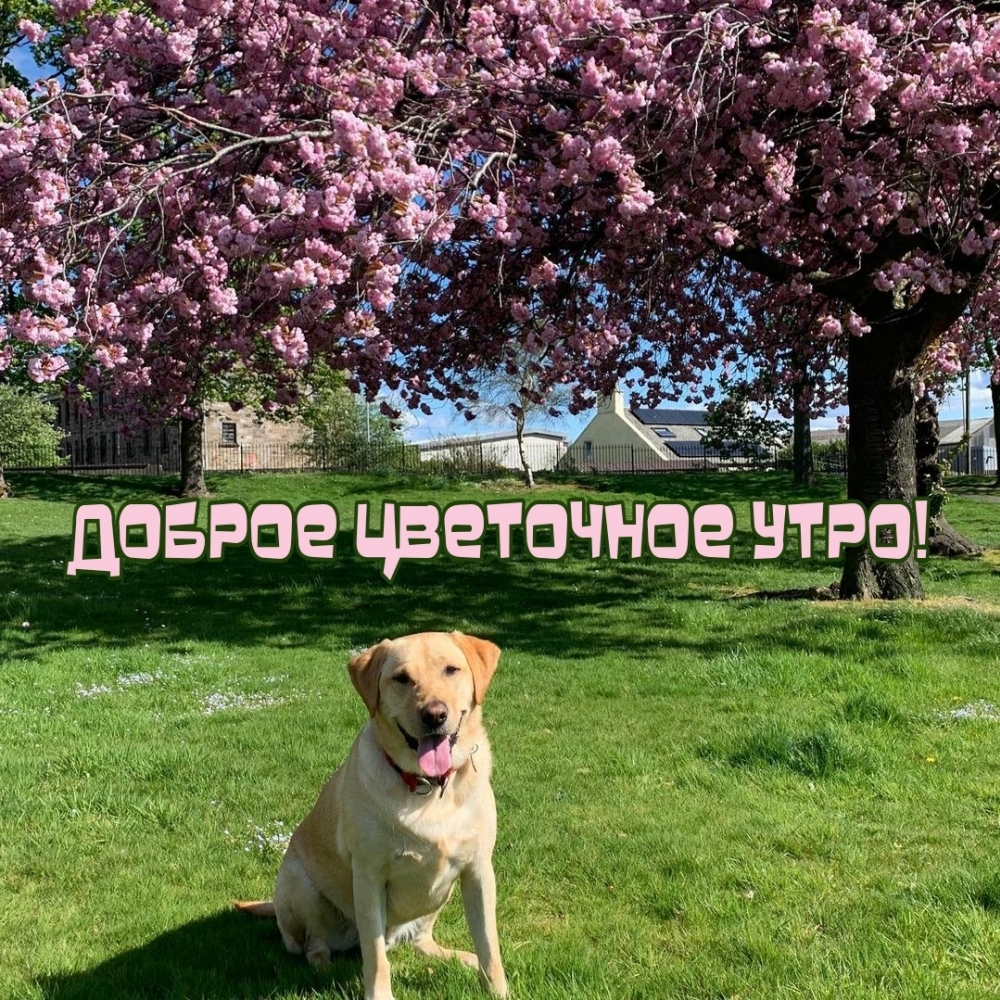 Доброе цветочное утро!