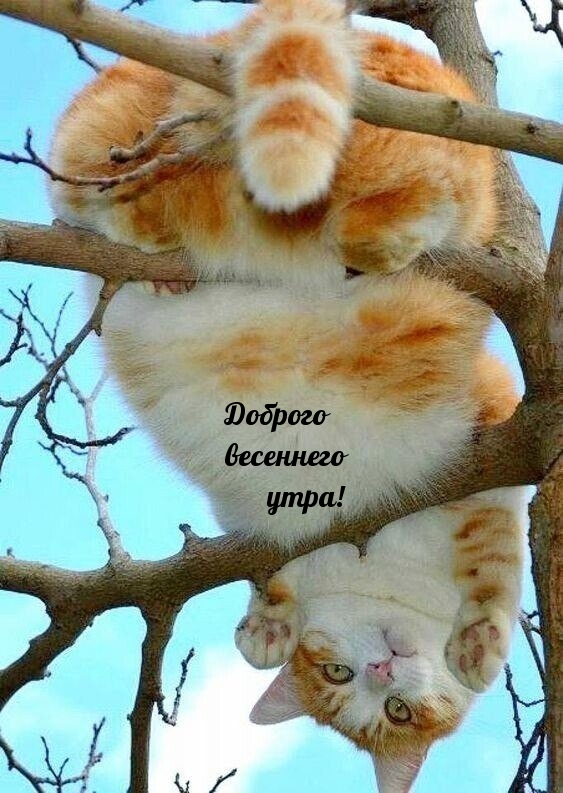 Картинка - Доброго весеннего утра!.