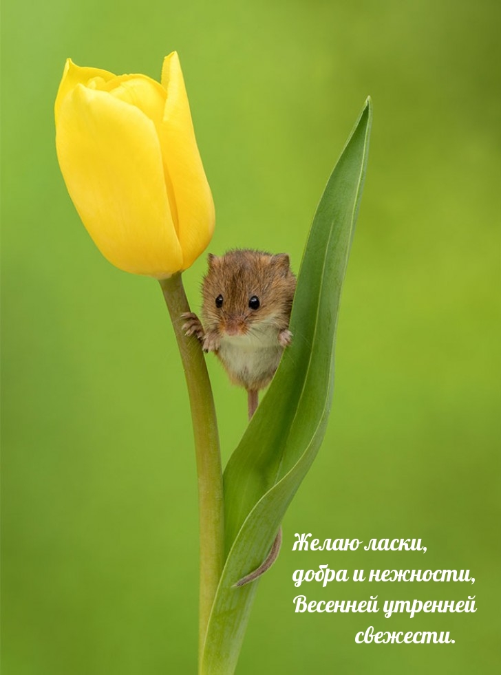 Весенней утренней свежести желаю