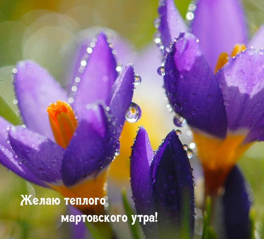 Желаю теплого мартовского утра!