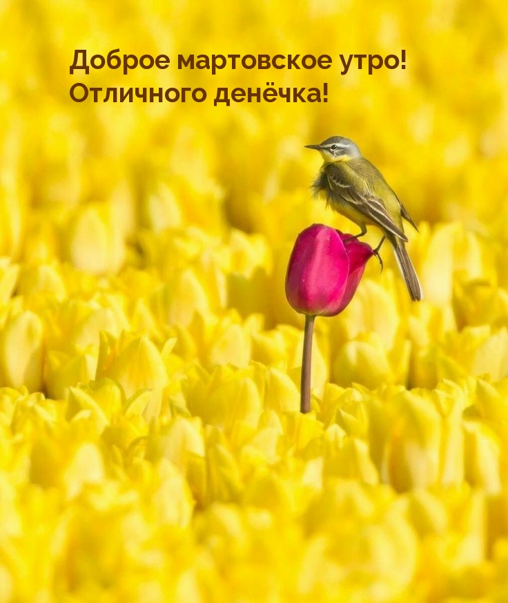 Доброе мартовское утро! Отличного денëчка!