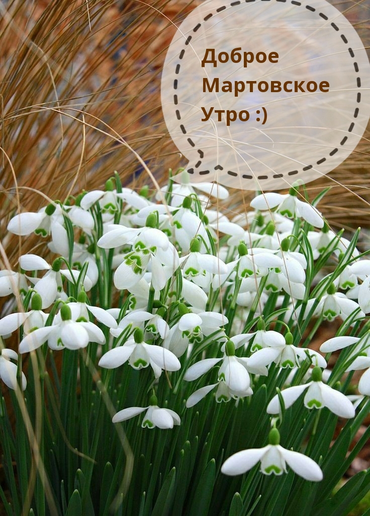 Доброе Мартовское Утро :)