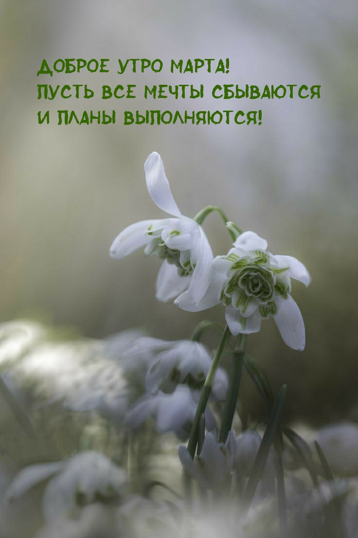Доброе утро марта! Пусть все мечты сбываются и планы выполняются!