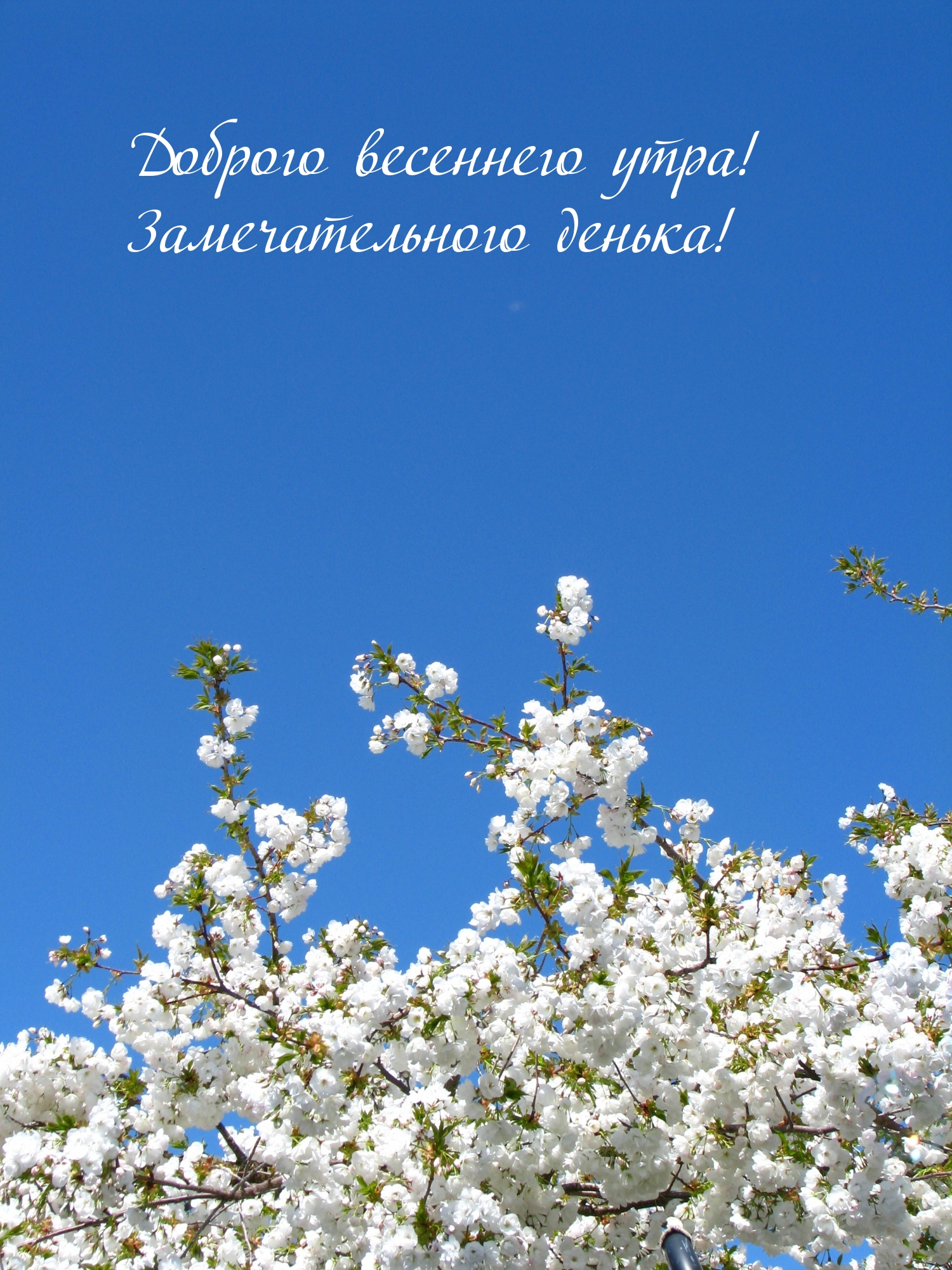 Доброго весеннего утра! Замечательного денька!