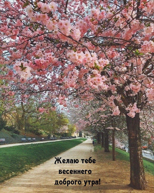 Желаю тебе весеннего доброго утра!