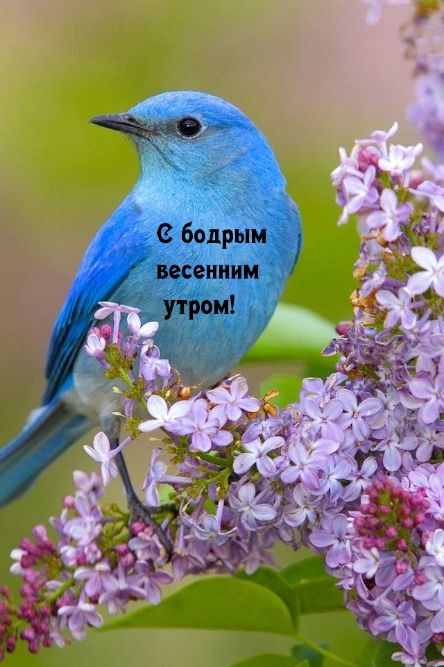 С бодрым весенним утром!