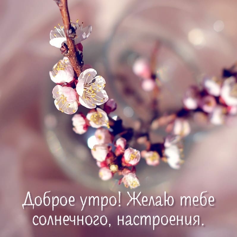 Доброе утро! Желаю тебе солнечного, настроения.
