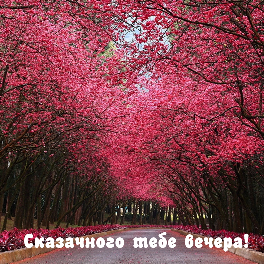Сказачного тебе вечера!