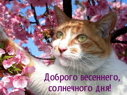 Доброго весеннего, солнечного дня!