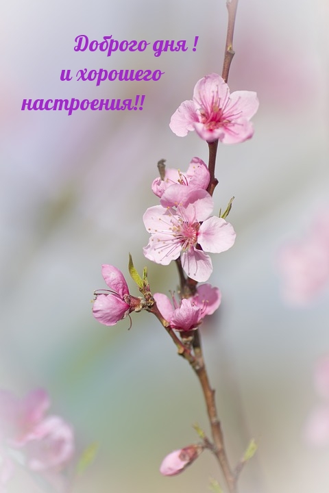 Доброго дня! и хорошего настроения!