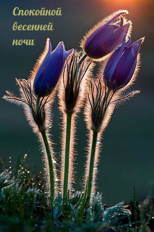 Спокойной весенней ночи