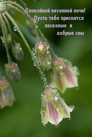 Спокойной весенней ночи!