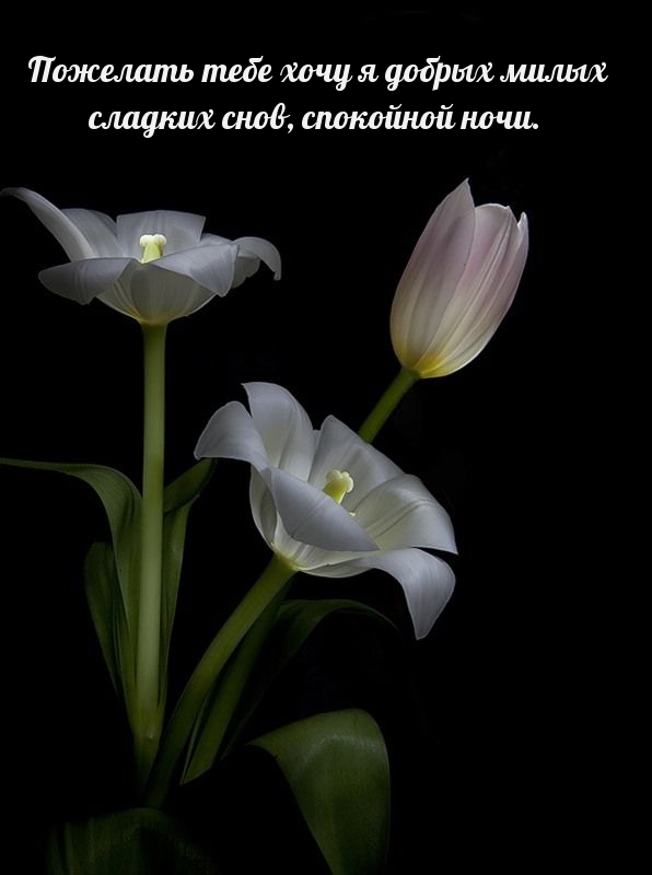 Пожелать тебе хочу я добрых, милых, сладких снов