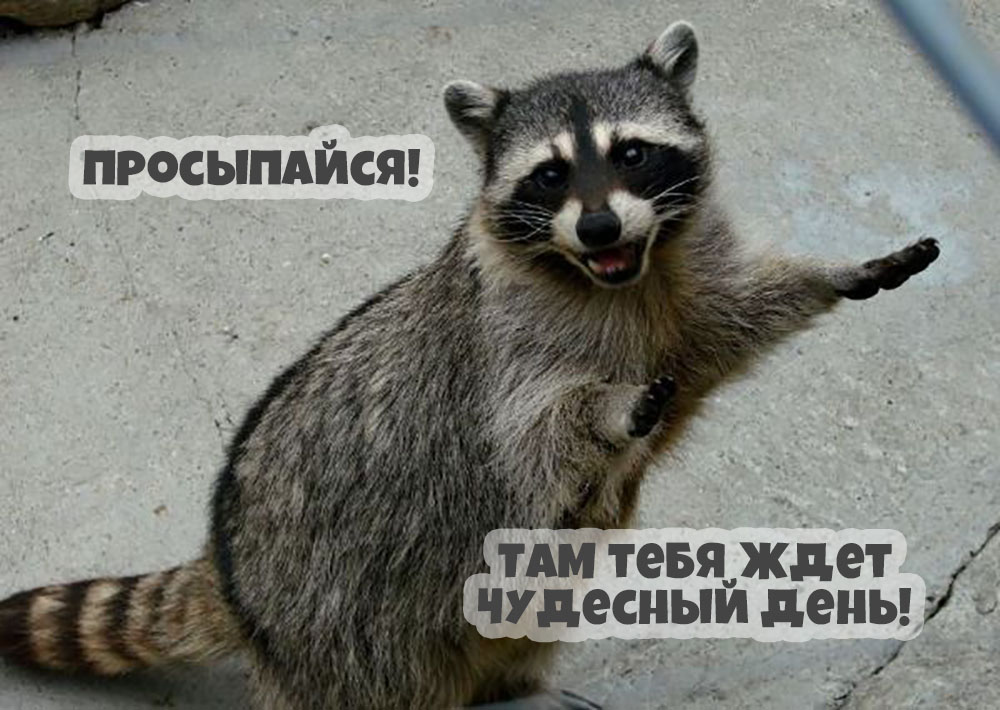 Просыпайся!