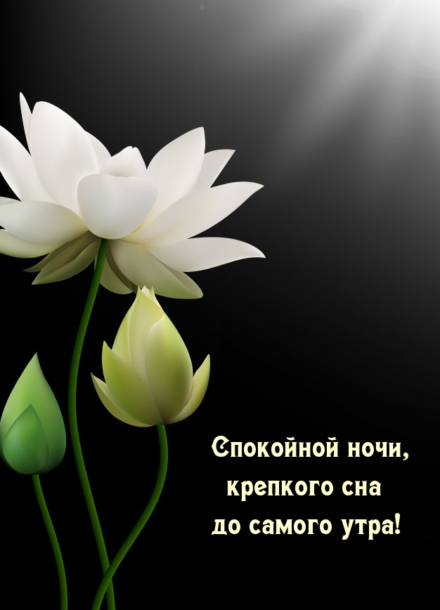 Спокойной ночи, крепкого сна до самого утра!