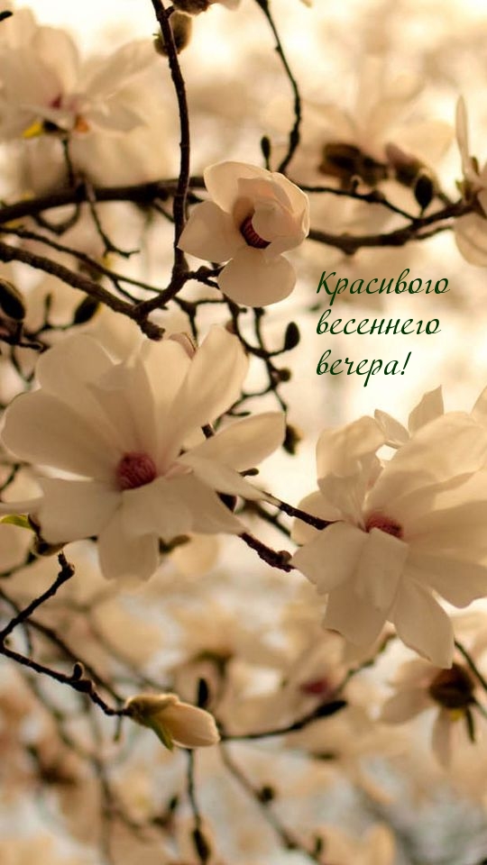 Красивого весеннего вечера!